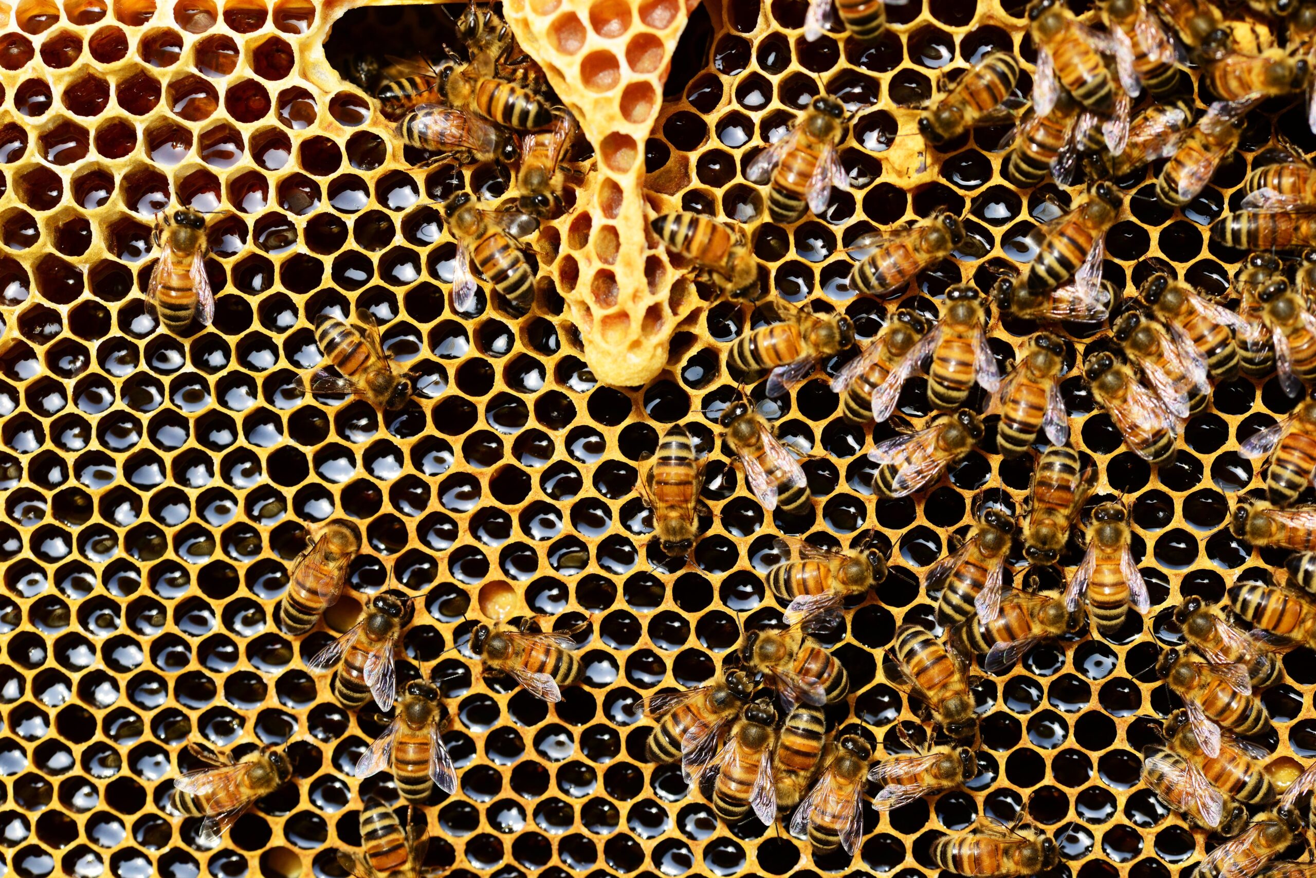Mesilased meekärjel